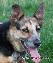 Queen, black and white smooth coated border collie